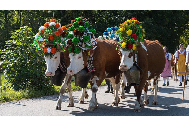 Decorated Swiss Cows