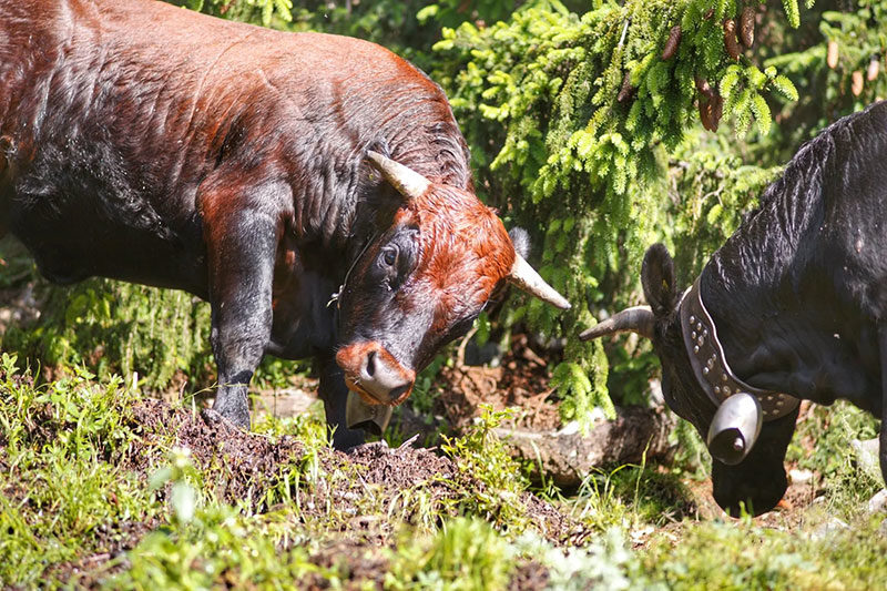 Swiss cows fighting